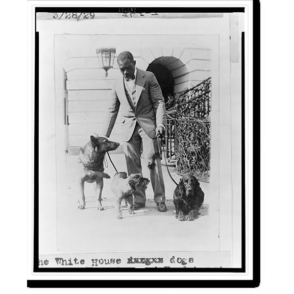 Historic Print, The White House dogs King Tut, Whoopie, and Englehurst Gillette, 18" x 24"