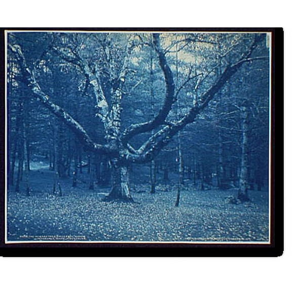 Historic Print, The Wizard Tree, Cathedral Woods, Intervale, White Mountains, 18" x 24"