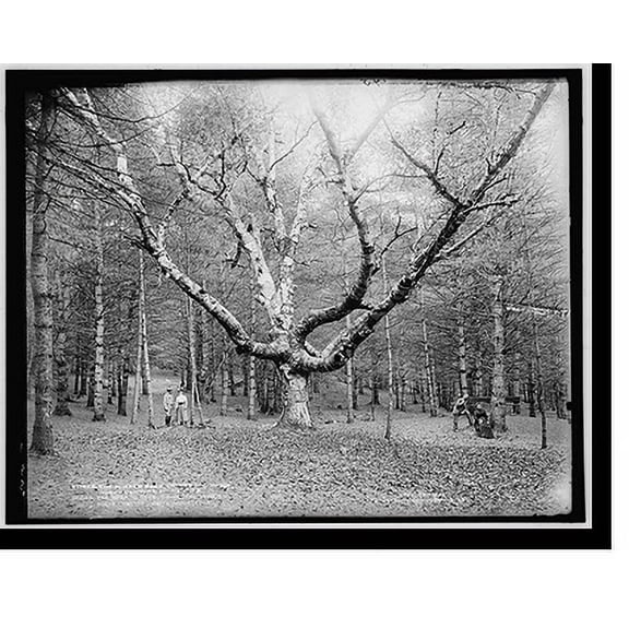 Historic Print, The Wizard tree, cathedral woods, North Conway, White Mountains, 16" x 20"