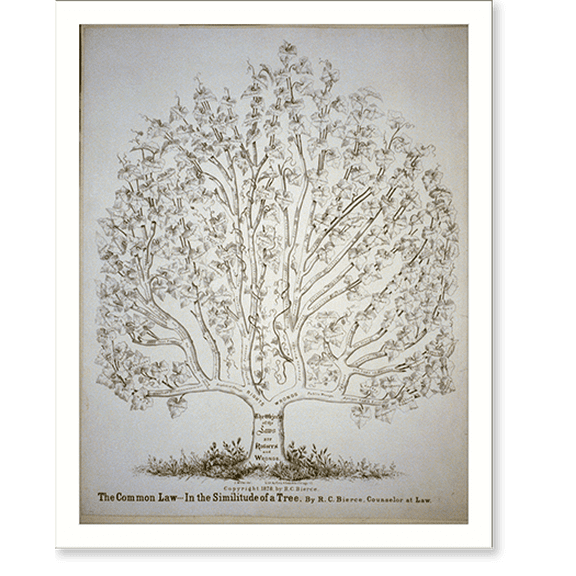 Historic Print, The common law in the similitude of a tree - 2, 18" x 24"