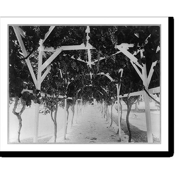 Historic Print, [The grape arbor on the superintendent's residence of the Greenfield's Ranch, Kern Co., Calif.], 18" x 24"