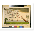 thumbnail image 1 of Historic Print, The habeas corpus, or The wild geese flying away with Fox to America - 2, 16" x 20", 1 of 3