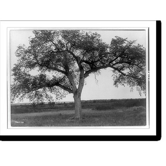 Historic Print, The mythic tree, 16" x 20"