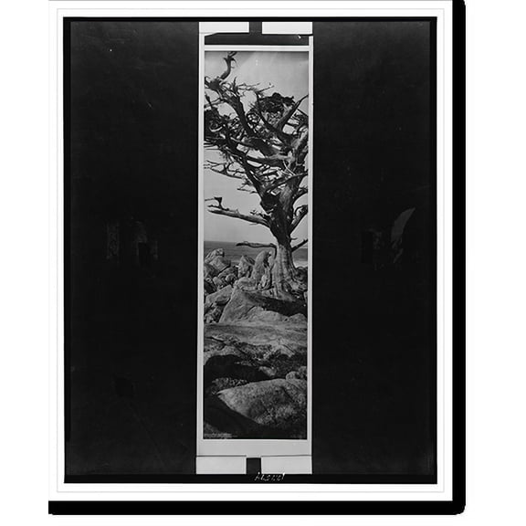 Historic Print, The old cypress tree, Monterey, 18" x 24"
