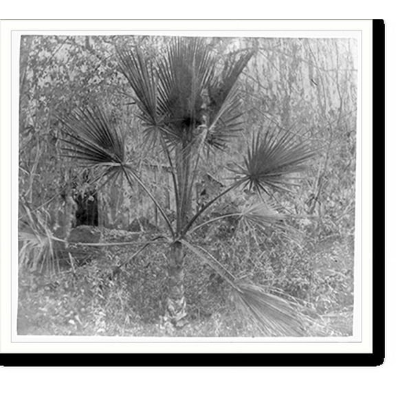 Historic Print, The palmetto tree, 18" x 24"