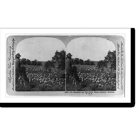 Historic Print, The shepherd and his flock, sheep industry, Montana, 16" x 20"