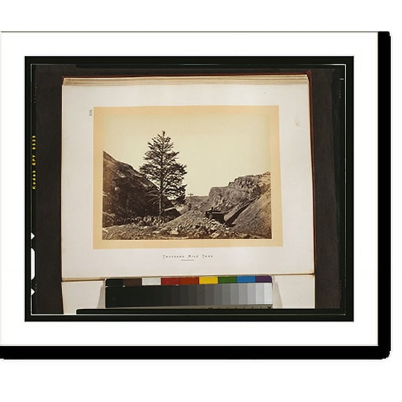 Historic Print, Thousand Mile Tree - Wilhelmina's Pass, 18" x 24"