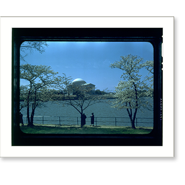 Historic Print, [Tidal Basin with cherry trees in bloom and Jefferson