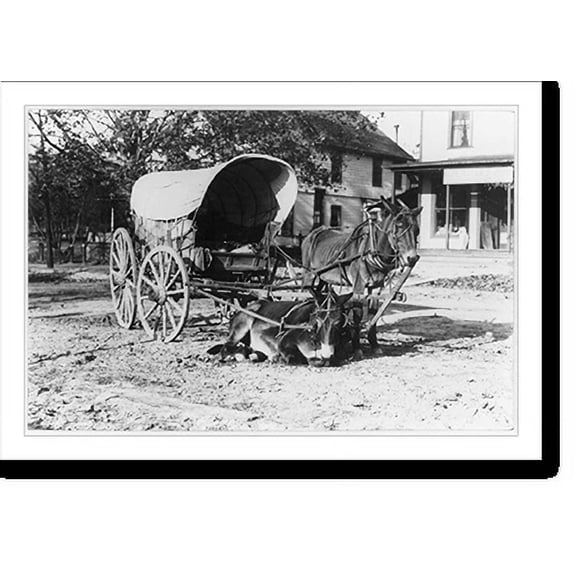 Historic Print, Tired Tim. Southern Pines, N.C., 16" x 20"