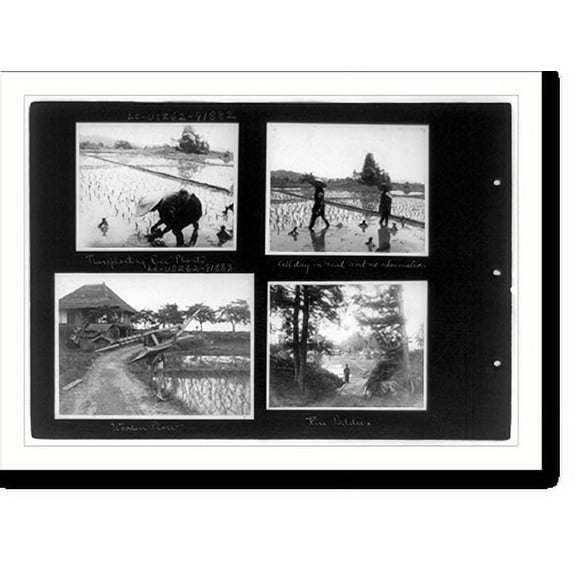 Historic Print, Transplanting rice plants; all day in mud and no rheumatics; wooden plow; rice paddies, 16" x 20"
