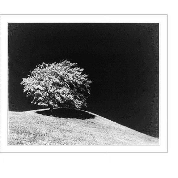 Historic Print, Tree, Michigan, 18" x 24"