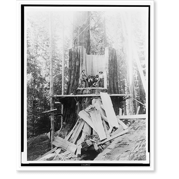 Historic Print, [Tree cutters standing inside of trunk of General Noble redwood tree], 16" x 20"