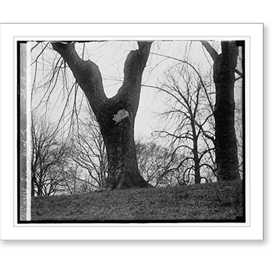 Historic Print, Tree in W.H. grounds, 3/25/29, 18" x 24"