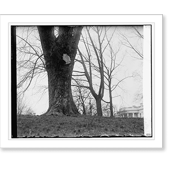 Historic Print, Tree in W.H. grounds, 3/25/29 - 2, 16" x 20"
