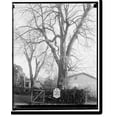 Historic Print, Tree planted by Geo. Wash., at Fredericksburg, Va., 16