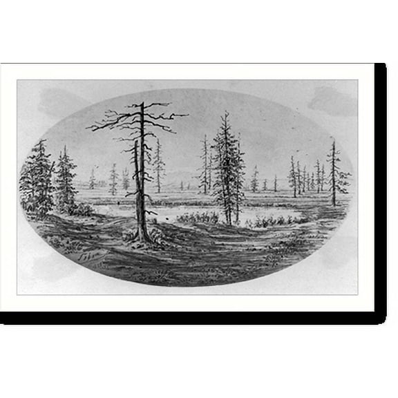 Historic Print, [Trees near with a lake], 18" x 24"
