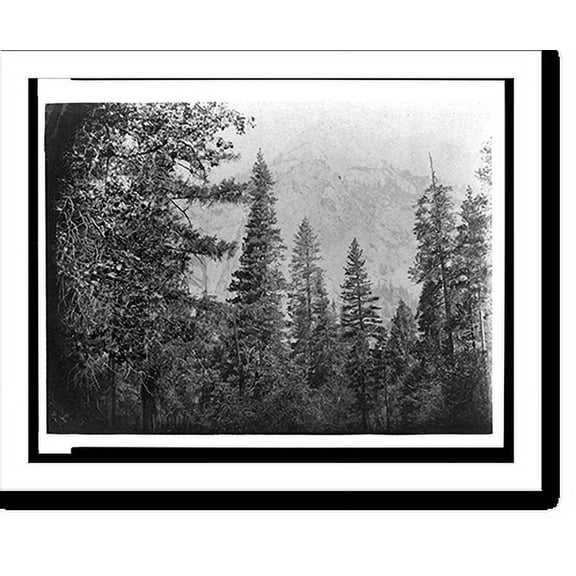 Historic Print, [Trees with North Dome in background, Yosemite National Park, Calif.], 18" x 24"