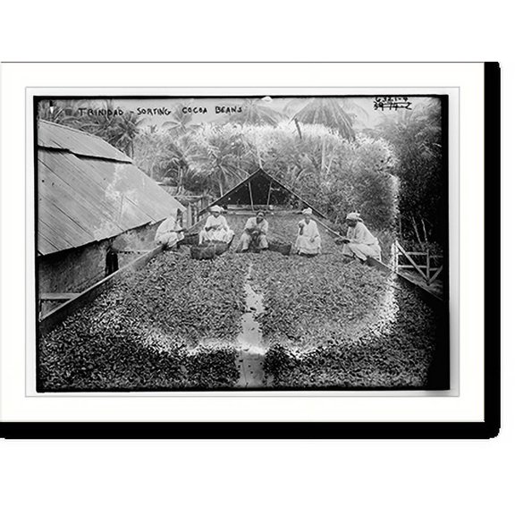Historic Print, Trinidad . sorting cocoa beans, 16" x 20"