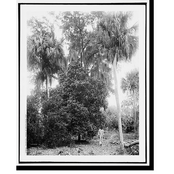 Historic Print, Tropical trees at Rockledge, Fla., 16" x 20"