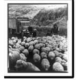 thumbnail image 1 of Historic Print, Trucks of Consolidated Freightways carrying war materials for the United Nations: truck halted by sheep in mountains in Oregon, 18" x 24", 1 of 3