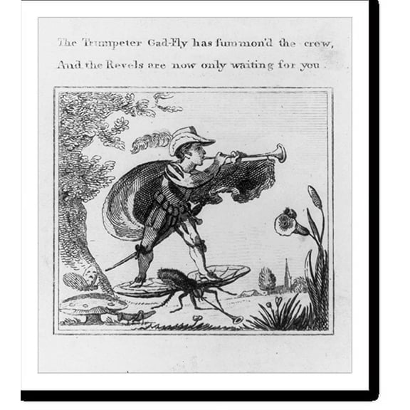 Historic Print, Trumpeter Gad-fly, 18" x 24"