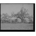 thumbnail image 1 of Historic Print, Tulane University, New Orleans, La. - 4, 18" x 24", 1 of 3