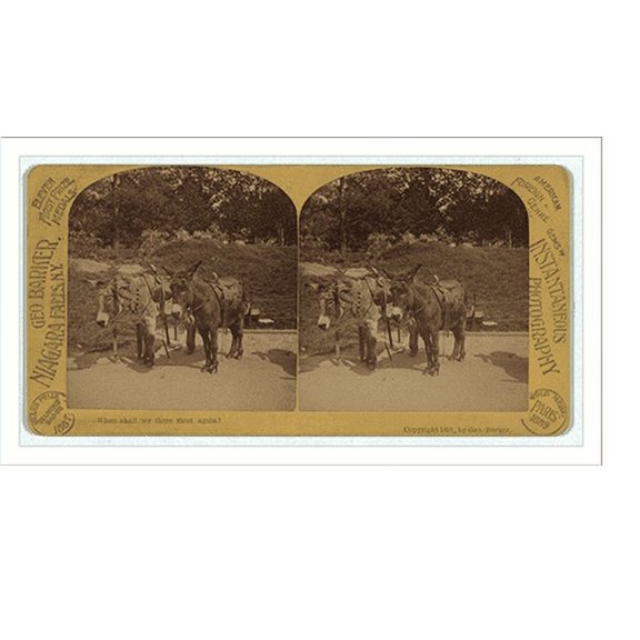 Historic Print, [Two donkeys wearing saddles], 18" x 24"