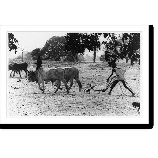 Historic Print, [Two men plowing with oxen during the fiveyear drought in the Sahelian Zone of