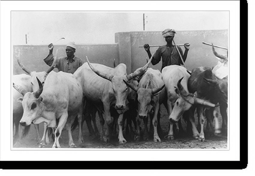 Historic Print, [Two men with herd of cattle in the Sahelian Zone of West Africa during drought