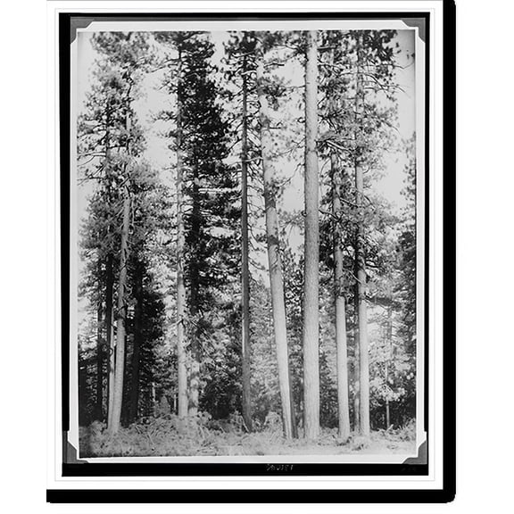 Historic Print, Typical virgin forest, California pine region, 18" x 24"