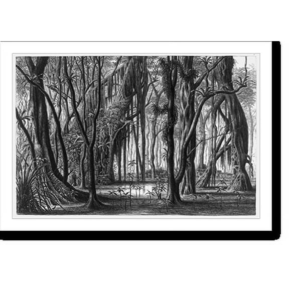 Historic Print, [Ualan, swampy forest, with banyan trees], 16" x 20"