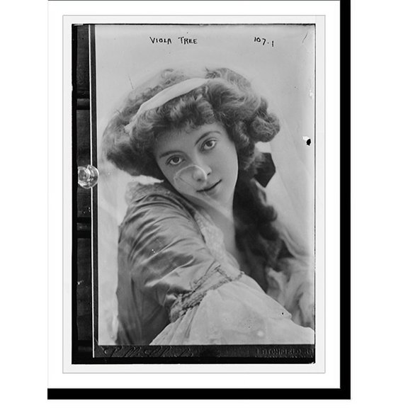 Historic Print, Viola Tree, 18" x 24"