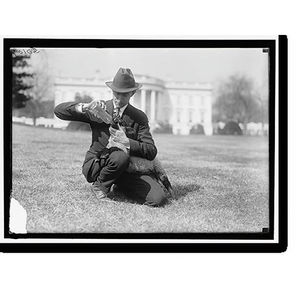 Historic Print, WHITE HOUSE. FEEDING SMALL SHEEP ON WHITE HOUSE LAWN, 16" x 20"