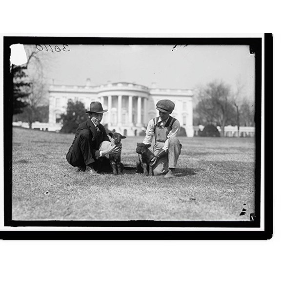 Historic Print, WHITE HOUSE. FEEDING SMALL SHEEP ON WHITE HOUSE LAWN - 2, 18" x 24"