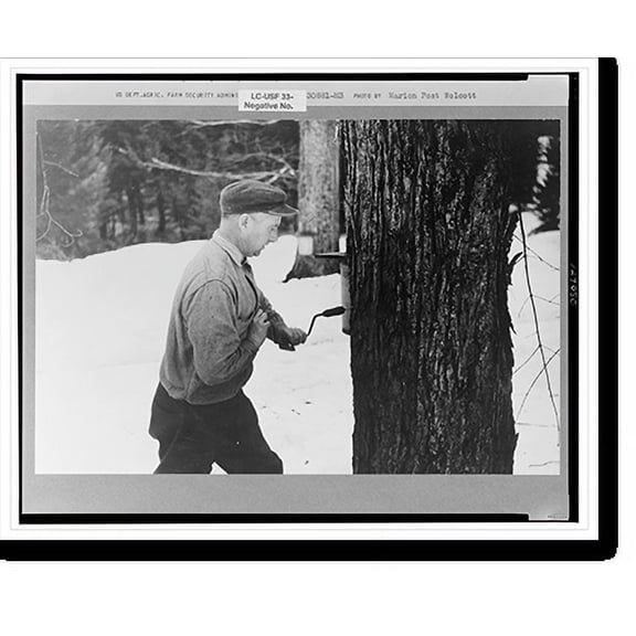 Historic Print, Walter Gaylord drilling hole in maple tree to get sap which is boiled down into maple syrup. Mud River Valley, Waitsfield, Vermont., 18" x 24"