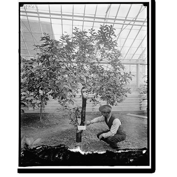 Historic Print, Wash. Naval Orange Tree, Dept. of Agri., 18" x 24"