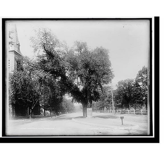 Historic Print, Washington Elm, Cambridge, 16" x 20"