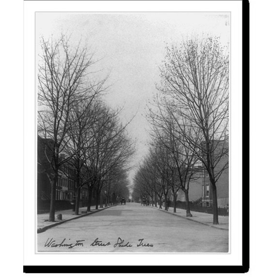 Historic Print, Washington Street shade trees, 18" x 24"