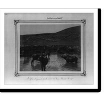 Historic Print, [Water buffalo in the Kagithane River], 16" x 20"
