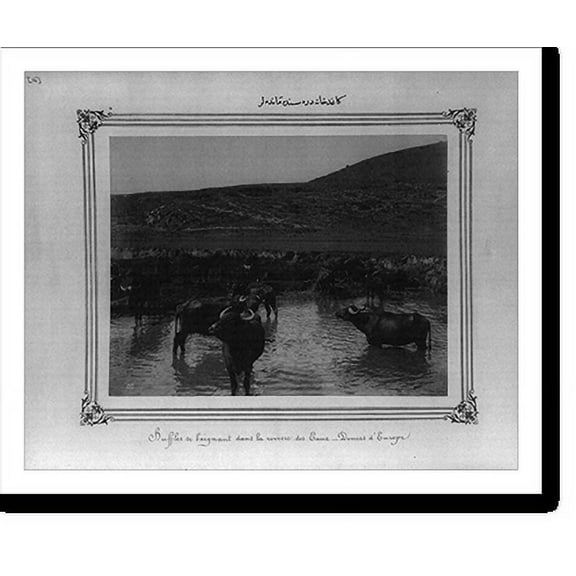 Historic Print, [Water buffalo in the Kagithane River], 16" x 20"