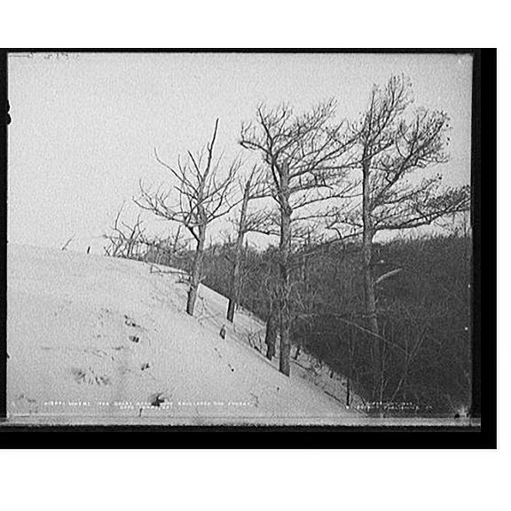Historic Print, Where the great sand dune envelops the forest, Cape Henry, Va., 16" x 20"