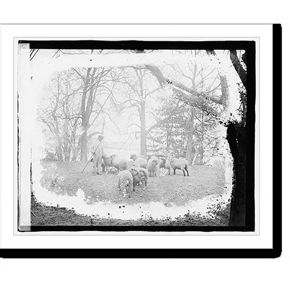 Historic Print, White House sheep - 2, 16" x 20"