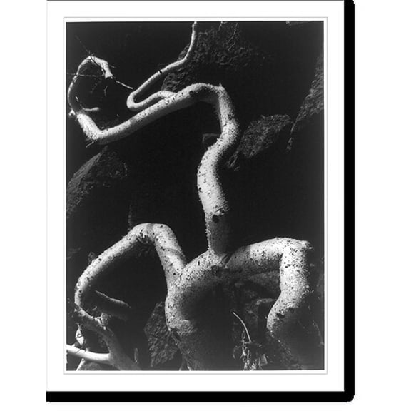 Historic Print, [White tree root growing over rocks].Brett Weston., 16" x 20"