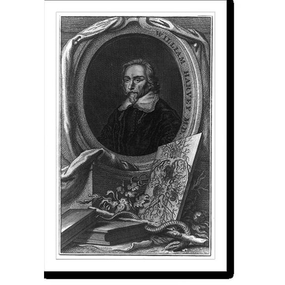 Historic Print, [William Harvey, head-and-shoulders oval portrait, facing left], 18" x 24"