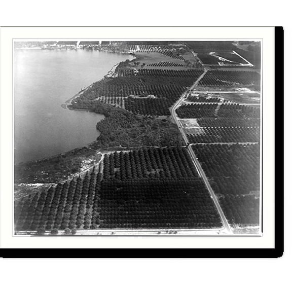 Historic Print, Winter Haven, Fla., citrus groves, 18" x 24"