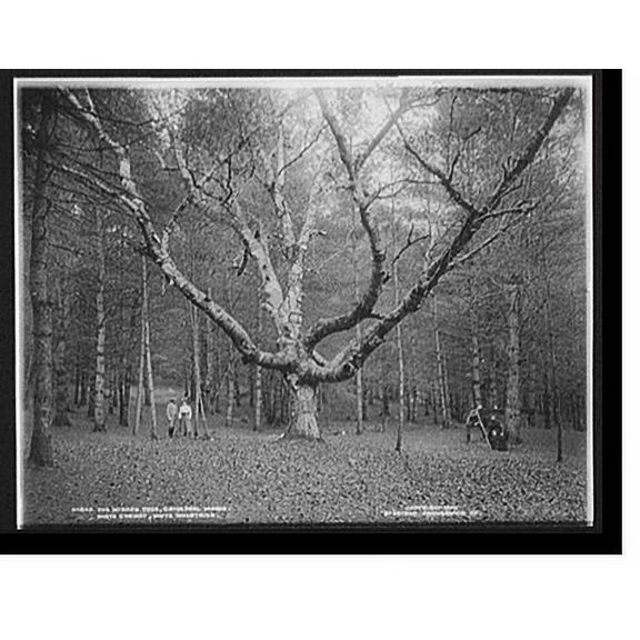 Historic Print, Wizard Tree, Cathedral Woods, North Conway, White Mountains, The, 16" x 20"