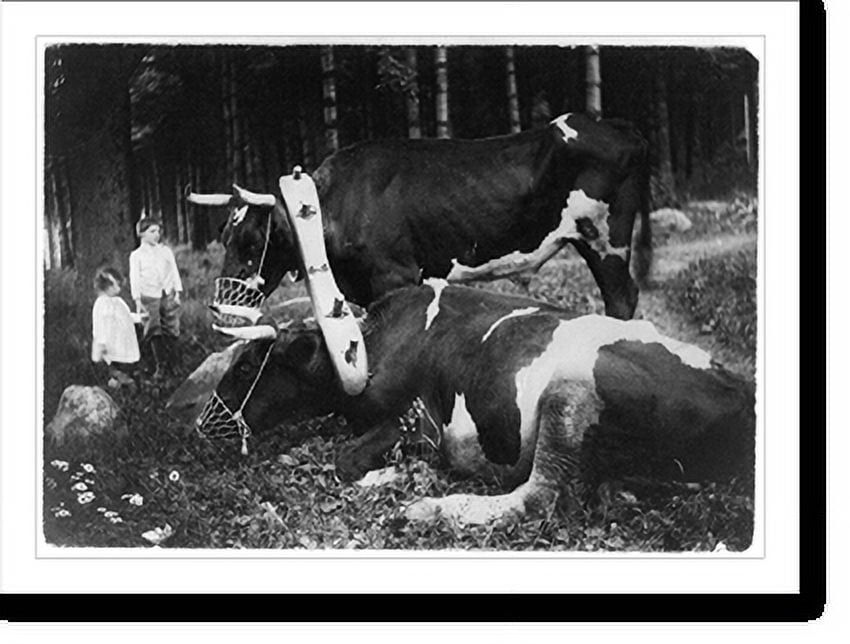 Historic Print, Yoked and muzzled; find the parallel, 16" x 20