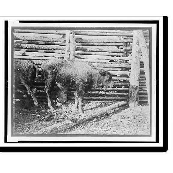 Historic Print, [Young buffalo calves near fence], 18" x 24"