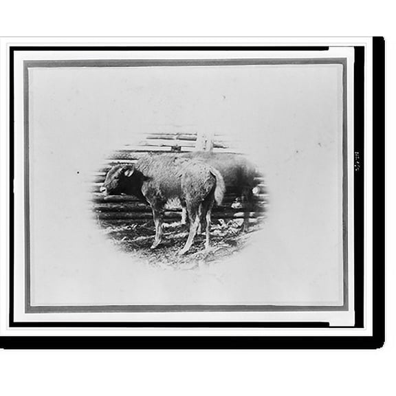 Historic Print, [Young buffalo calves near fence].W.H. Jackson, photo., 18" x 24"