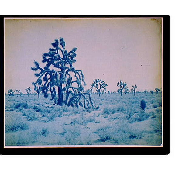 Historic Print, Yucca forest near Hesperia, Cal., 16" x 20"